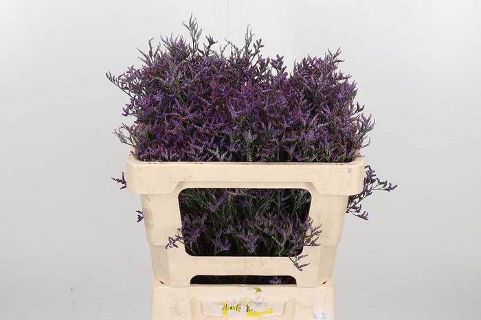 <h4>Lim Saf Dark Blue</h4>