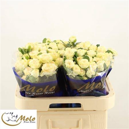 <h4>Rosa spray Summerrose</h4>