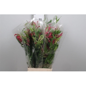 Gloriosa Rothschild Long