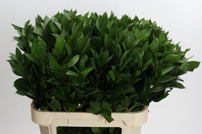 <h4>Ruscus Hypophyllum</h4>