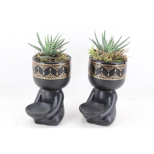 arr3 SN - Buddha black x12