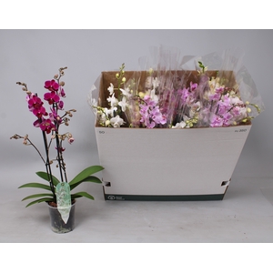 PHAL MF GEM 5 KL