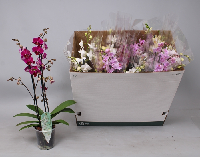 <h4>PHAL MF GEM 5 KL</h4>
