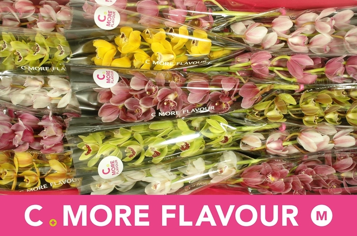 <h4>CYMB MI GEM</h4>