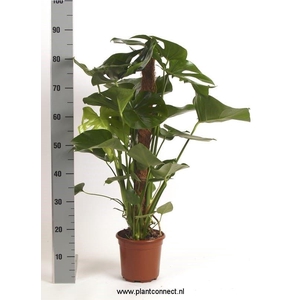 Monstera deliciosa