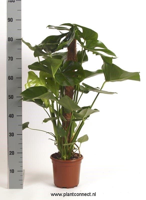 <h4>Monstera deliciosa</h4>