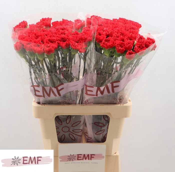 <h4>DI ST PELAYO</h4>