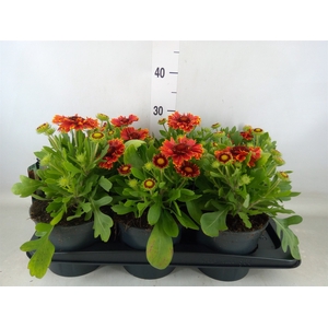 Gaillardia   ...