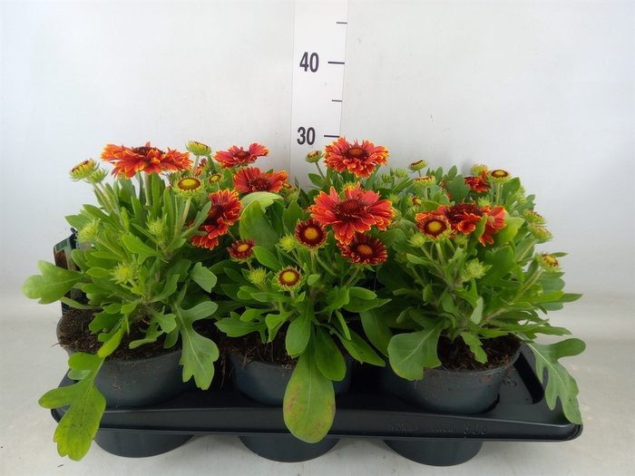<h4>Gaillardia   ...</h4>