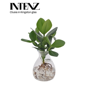 Clusia in Kingston glas - levertijd: 24 uur