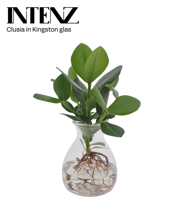 <h4>Clusia in Kingston glas - levertijd: 24 uur</h4>