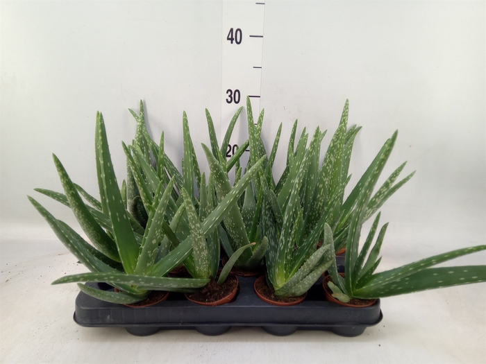 <h4>Aloe vera</h4>