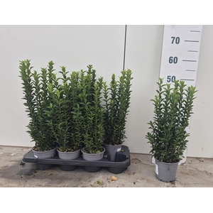 Euonymus Ja Gr Spire
