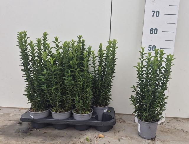 <h4>Euonymus Ja Gr Spire</h4>