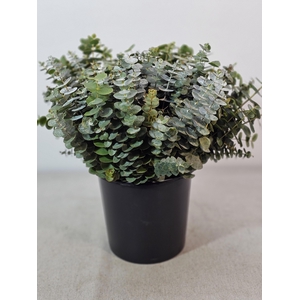 EUC BABY BLUE PER STEEL