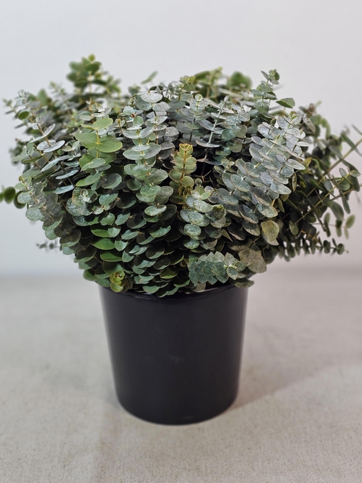 <h4>EUC BABY BLUE PER STEEL</h4>