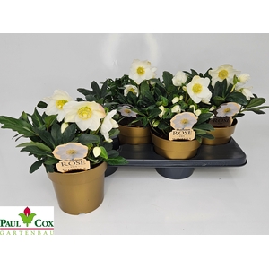 HELL NI HGC WINTERGO