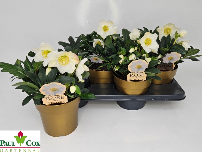 <h4>HELL NI HGC WINTERGO</h4>