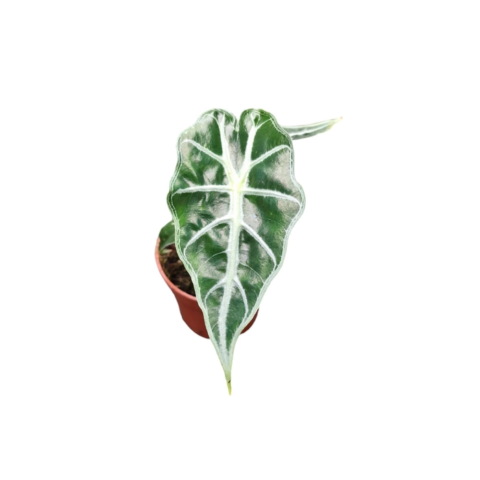 <h4>Alocasia</h4>