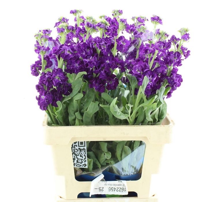 <h4>Matth Iron Purple</h4>