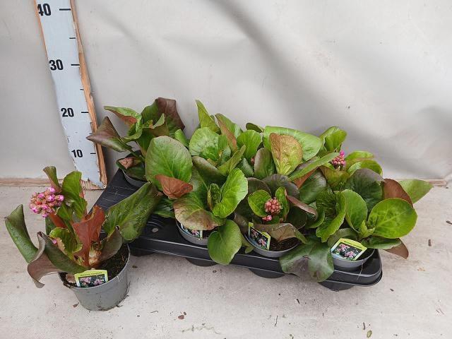 <h4>BERG CORD PURPUREA</h4>