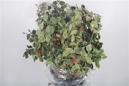 <h4>Ilex Bont Per Bunch</h4>