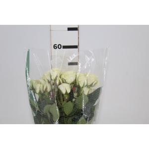 ROSA SPRAY FLOREANA 050 CM BRANCO