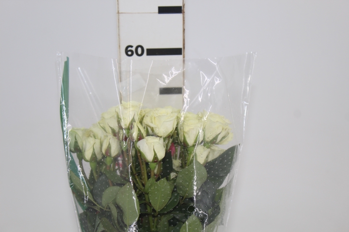 <h4>ROSA SPRAY FLOREANA 050 CM BRANCO</h4>