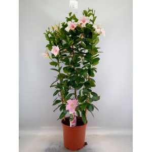 Mandevilla sand. 'SumStar Pink Tou'