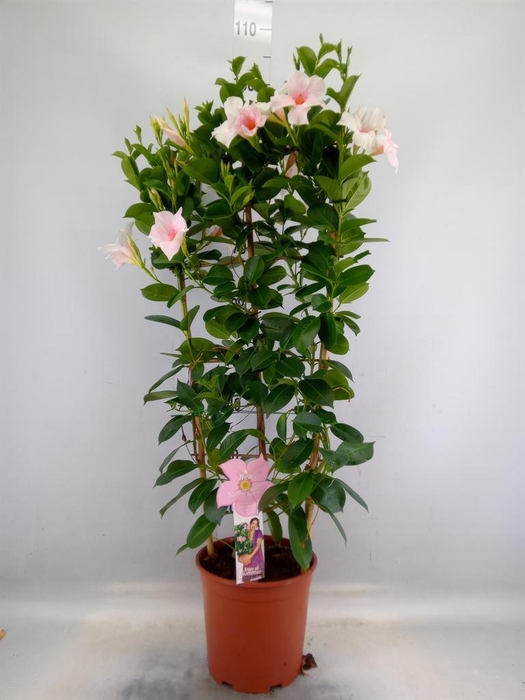 <h4>Mandevilla sand. 'SumStar Pink Tou'</h4>