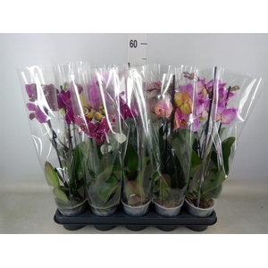 Phalaenopsis   ...mix