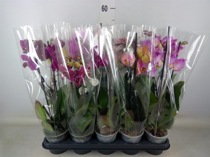 <h4>Phalaenopsis   ...mix</h4>