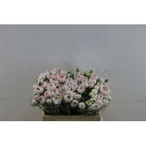 Ran Clony Hanoi 35cm