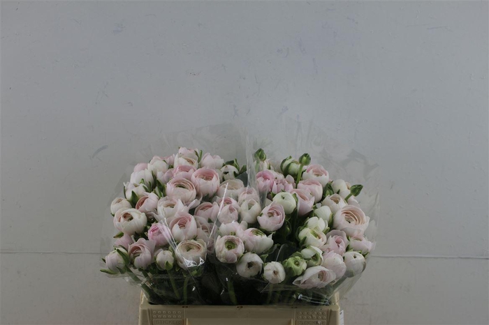 <h4>Ran Clony Hanoi 35cm</h4>