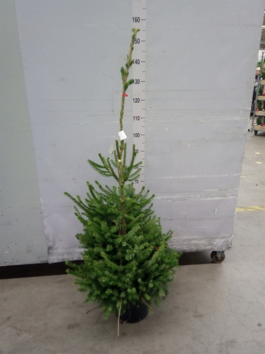 <h4>Picea omorika</h4>