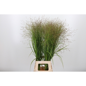 Panicum Vir Gehbraun