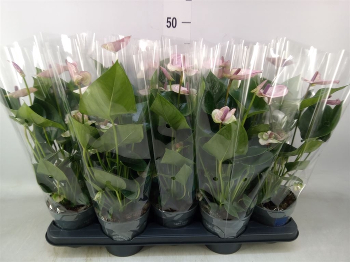<h4>Anthurium andr. 'Lipa Pink'</h4>