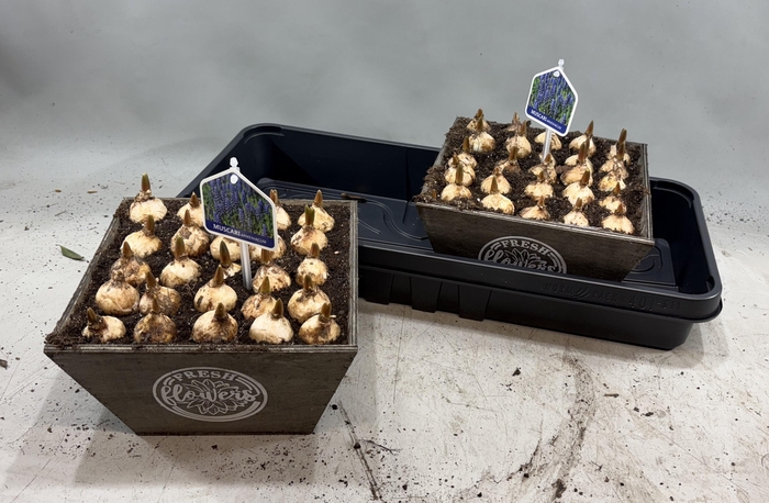 <h4>ARR MUSCARI</h4>