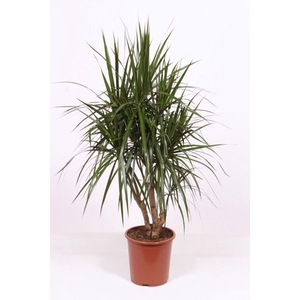 Dracaena marginata