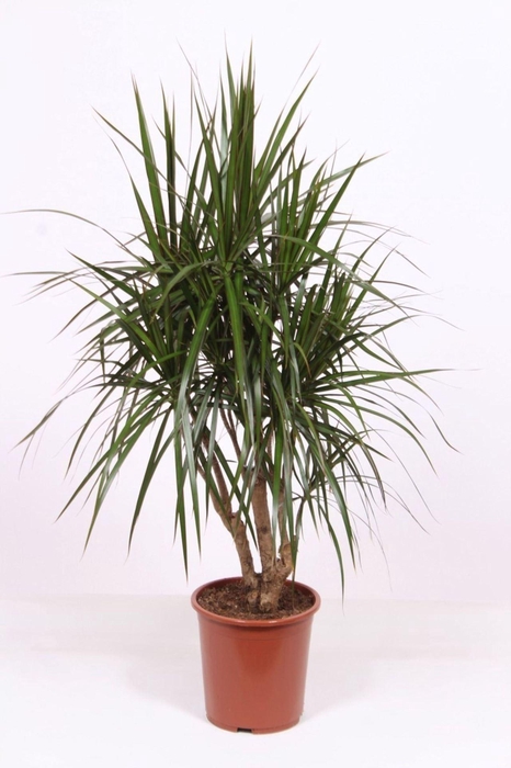 <h4>Dracaena marginata</h4>
