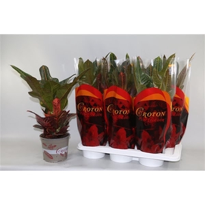 Croton Excellent 17cm in design hoes