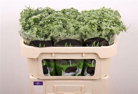 <h4>Ammi Vis Casablanca</h4>