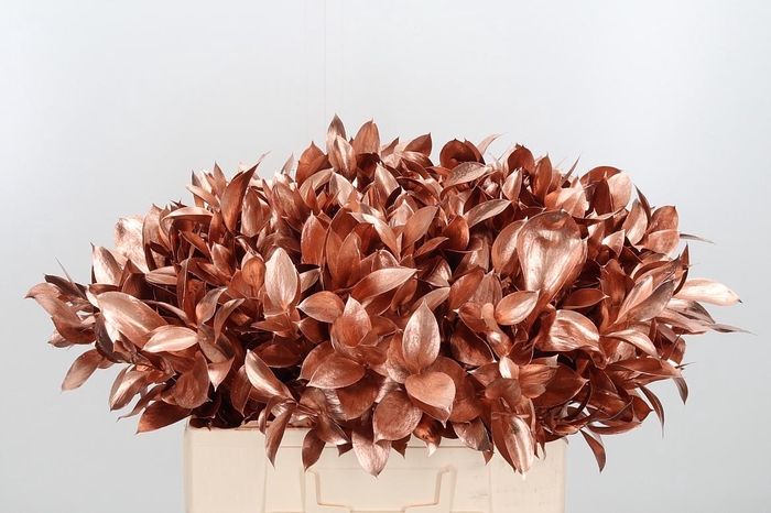 <h4>Ruscus Kl Bh Koper</h4>