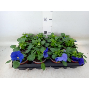 Viola wr. 'Flair Light Blue'