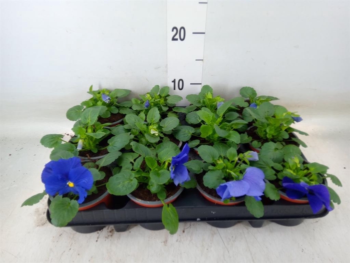 <h4>Viola wr. 'Flair Light Blue'</h4>