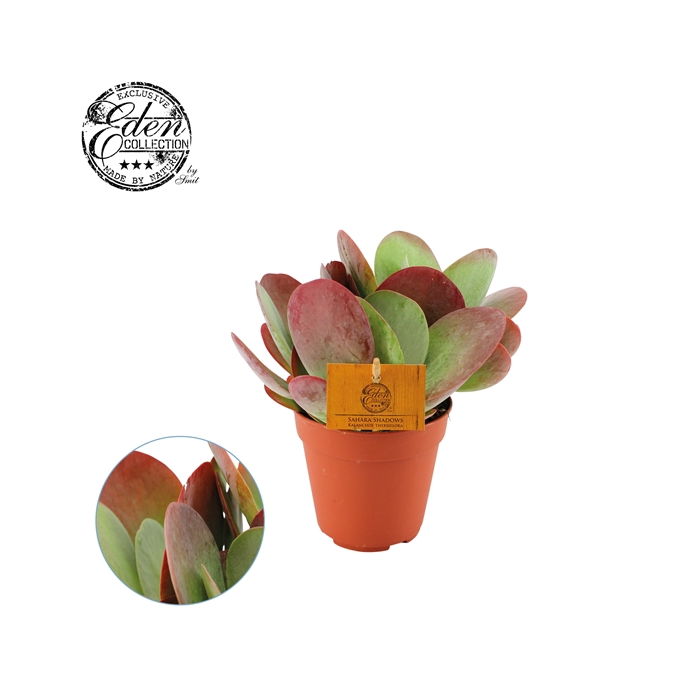 <h4>Kalanchoe Thyrsiflora 12cm</h4>