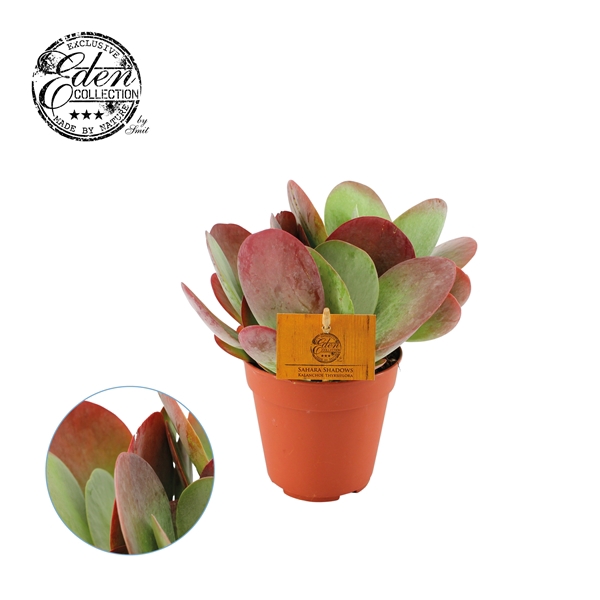 <h4>Kalanchoe Thyrsiflora 12cm</h4>