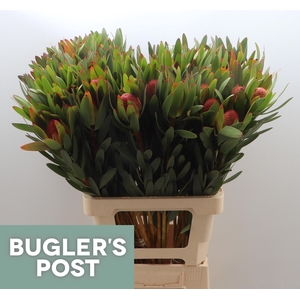 LEUCAD AYOBA AFR SKY