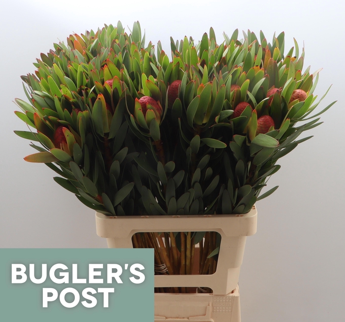 <h4>LEUCAD AYOBA AFR SKY</h4>