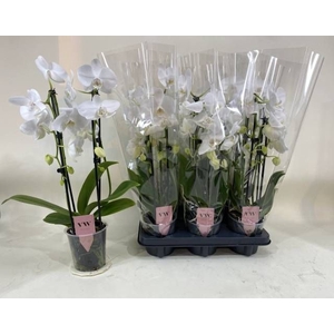 PHAL EL CASCADE